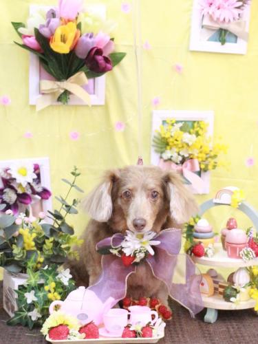 20230321桃ちゃん